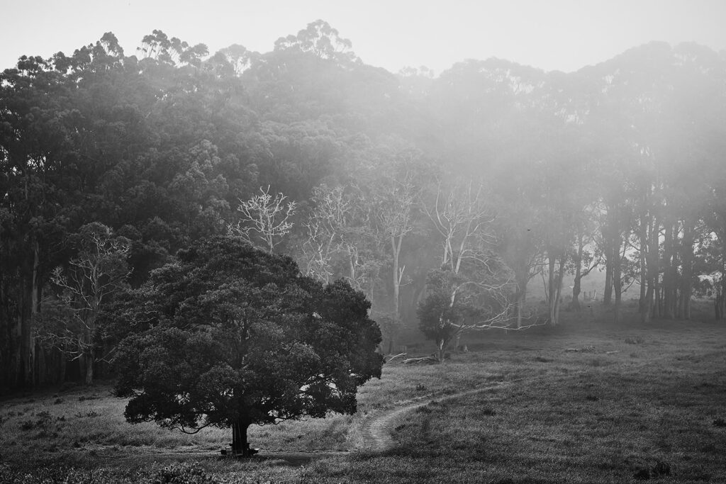 Marcus-Bells-Photography-retreat-Ghostly-trees